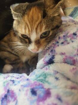 Opal -  Domestic Short Hair Cat for Adoption in Lorain, Ohio - Opal | PetCurious