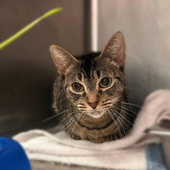 Baby Gurl -  Domestic Short Hair Cat for Adoption in Davenport, Iowa - Baby Gurl | PetCurious