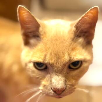 Rescue American Shorthair Cats for Adoption in Brighton, Missouri - Sammy | PetCurious