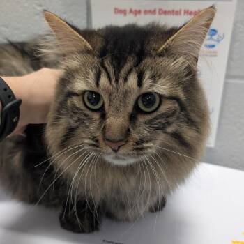 Clyde -  Domestic Long Hair Cat for Adoption in West Olive, Michigan - Clyde | PetCurious
