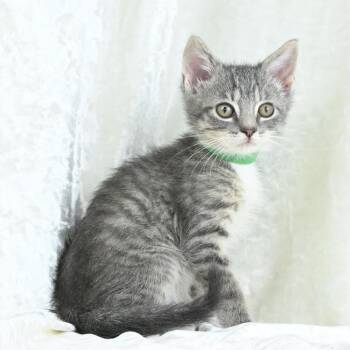 Quincey -  Domestic Short Hair Cat for Adoption in Mobile, Alabama - Quincey | PetCurious