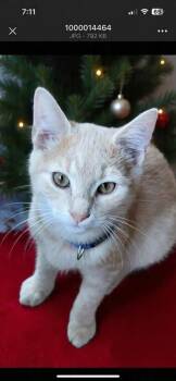 Rescue Domestic Short Hair Cats for Adoption in Greensboro, North Carolina - Jangle | PetCurious