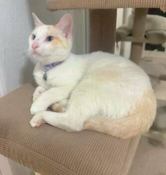 Frosty -  Siamese Cat for Adoption in Quail Heights, Florida - Frosty | PetCurious
