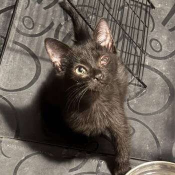 Mycle Lycle Cycle -  Domestic Short Hair Cat for Adoption in San Antonio, Texas - Mycle Lycle Cycle | PetCurious