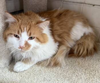 Domestic Long Hair Cats Available for Adoption - Buster | PetCurious