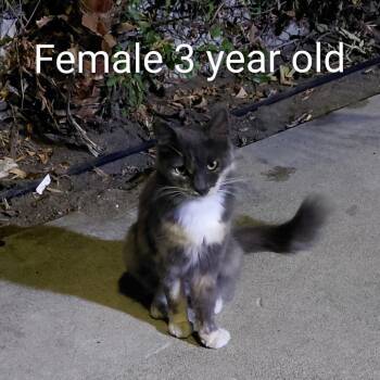 T1_3 -  Domestic Medium Hair Cat for Adoption in Long Beach, California - T1_3 | PetCurious
