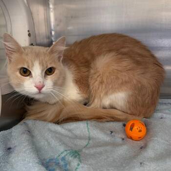 Jack O Lantern -  Domestic Short Hair Cat for Adoption in Hawthorne, California - Jack O Lantern | PetCurious