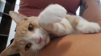 Teddy, so friendly -  Domestic Short Hair Cat for Adoption in Lucknow, Ontario - Teddy, So Friendly | PetCurious