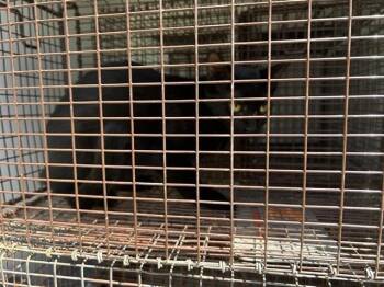 MAXINE -  Domestic Short Hair Cat for Adoption in Houston, Texas - MAXINE | PetCurious