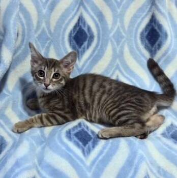 Tommy -  Tabby Cat for Adoption in Phoenix, Arizona - Tommy | PetCurious