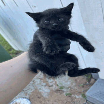 Rescue Domestic Short Hair Cats for Adoption in Tampa, Florida - Bobcat | PetCurious