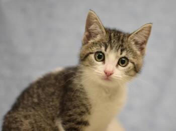 Cutie Patootie -  Domestic Short Hair Cat for Adoption in Portland, Oregon - Cutie Patootie | PetCurious