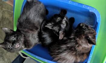 Domestic Short Hair Cats Available for Adoption in Louisa, Virginia - Snuggles | PetCurious