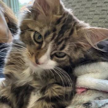 GOAT -  Domestic Medium Hair Cat for Adoption in Pittsburgh, Pennsylvania - GOAT | PetCurious