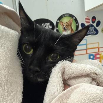 Domestic Short Hair Cats Available for Adoption in Salisbury, Maryland - Xochitl | PetCurious