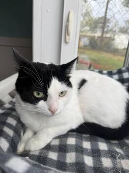 Domestic Short Hair Cats Available for Adoption - Dotty | PetCurious