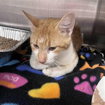 Cheeto -  Domestic Short Hair Cat for Adoption in Bentonville, Arkansas - Cheeto | PetCurious