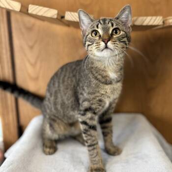 Farida -  Domestic Short Hair Cat for Adoption in Fargo, North Dakota - Farida | PetCurious