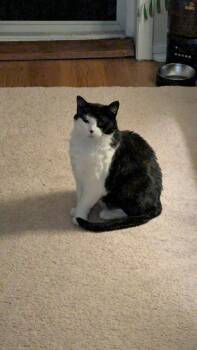 Domestic Short Hair Cats Available for Adoption in Minneapolis, Minnesota - Luna | PetCurious