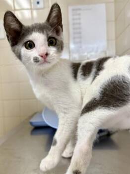 Houndstooth -  Domestic Short Hair Cat for Adoption in San Antonio, Texas - Houndstooth | PetCurious