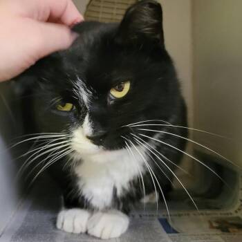 Chris Pine -  Domestic Short Hair Cat for Adoption in Columbia, Missouri - Chris Pine | PetCurious