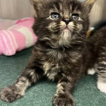 Domestic Long Hair Cats Available for Adoption in Ashland, Ohio - Joy | PetCurious