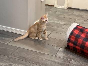 Iridessa -  Domestic Medium Hair Cat for Adoption in Tucson, Arizona - Iridessa | PetCurious