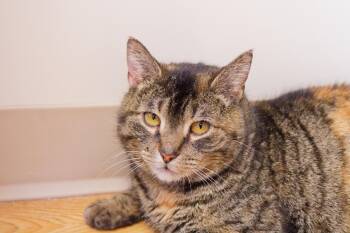 Domestic Short Hair Cats Available for Adoption - Lucy | PetCurious