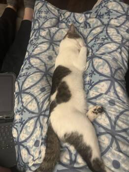 Domestic Short Hair Cats Available for Adoption - Mike RM | PetCurious