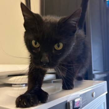 Chewie -  Domestic Short Hair Cat Available for Adoption in Nashville, Tennessee - Chewie | PetCurious
