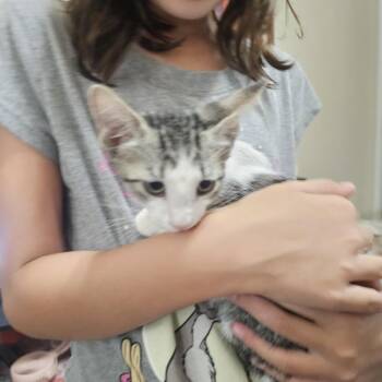 Cookie -  Domestic Short Hair Cat for Adoption in San Antonio, Texas - Cookie | PetCurious