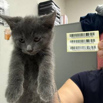 Domestic Medium Hair Cats Available for Adoption in Charleston, West Virginia - Hulk Hoagie | PetCurious