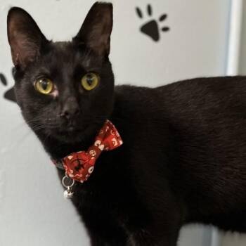 Rescue Domestic Short Hair Cats for Adoption in Panama City, Florida - James Bond 007 | PetCurious