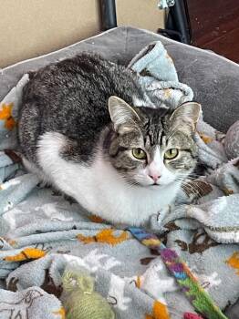 Domestic Short Hair Cats Available for Adoption in Ogden, Utah - Lennon | PetCurious