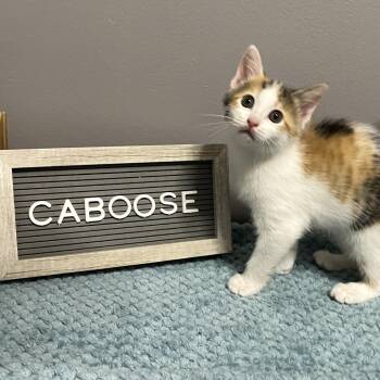 Domestic Short Hair Cats Available for Adoption in Medina, Ohio - Caboose | PetCurious
