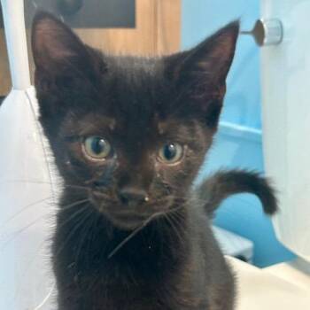 Chris -  Domestic Short Hair Cat for Adoption in Cumming, Georgia - Chris | PetCurious