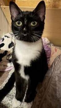 Nicky -  Domestic Short Hair Cat for Adoption in Breinigsville, Pennsylvania - Nicky | PetCurious