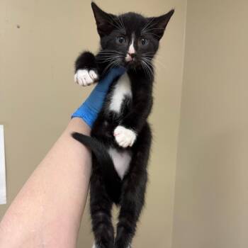 Miles -  Domestic Short Hair Cat for Adoption in Birmingham, Alabama - Miles | PetCurious