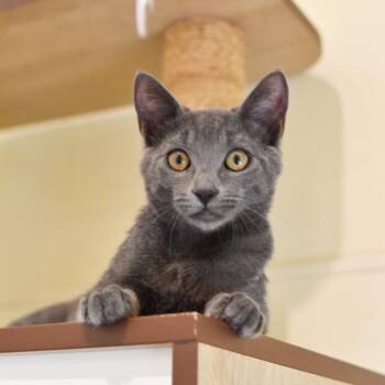 Roquefort -  Domestic Short Hair Cat for Adoption in Kailua-kona, Hawaii - Roquefort | PetCurious