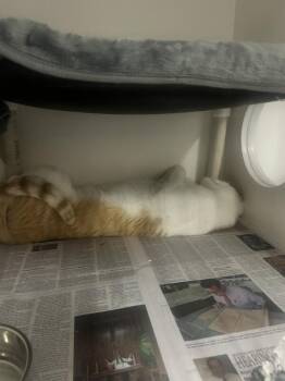 George -  Domestic Short Hair Cat for Adoption in Fruit Heights, Utah - George | PetCurious