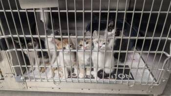 Domestic Medium Hair and Domestic Short Hair Cats Available for Adoption in Anchorage, Alaska - CABO | PetCurious