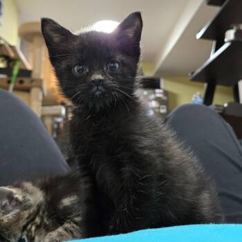 Crossley -  Domestic Short Hair Cat for Adoption - Crossley | PetCurious