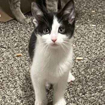 Domestic Short Hair Cats Available for Adoption in Granville, Ohio - Jockey | PetCurious