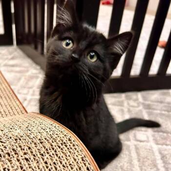 Regina George Rasmussen -  Domestic Short Hair Cat for Adoption in Eagle Mountain, Utah - Regina George Rasmussen | PetCurious