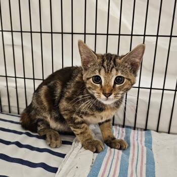 Pecan -  Domestic Short Hair and Torbie Cat for Adoption in Searcy, Arkansas - Pecan | PetCurious