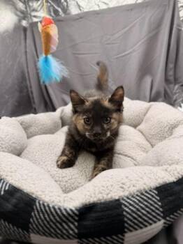 BLANCHE -  Domestic Short Hair Cat for Adoption in Grovetown, Georgia - BLANCHE | PetCurious