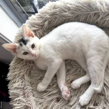 Rescue Domestic Short Hair Cats for Adoption in Houston, Texas - Purrincess Piper | PetCurious