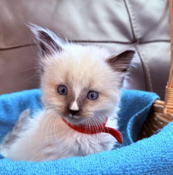 Domestic Short Hair Cats Available for Adoption in Fruit Heights, Utah - Sunset Shimmer | PetCurious