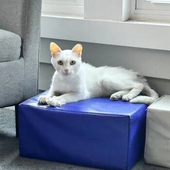 Rescue Turkish Angora and Siamese Cats for Adoption in Fresno, California - Lucky | PetCurious