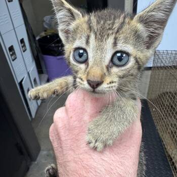 Willow -  Domestic Short Hair Cat for Adoption in Madisonville, Kentucky - Willow | PetCurious